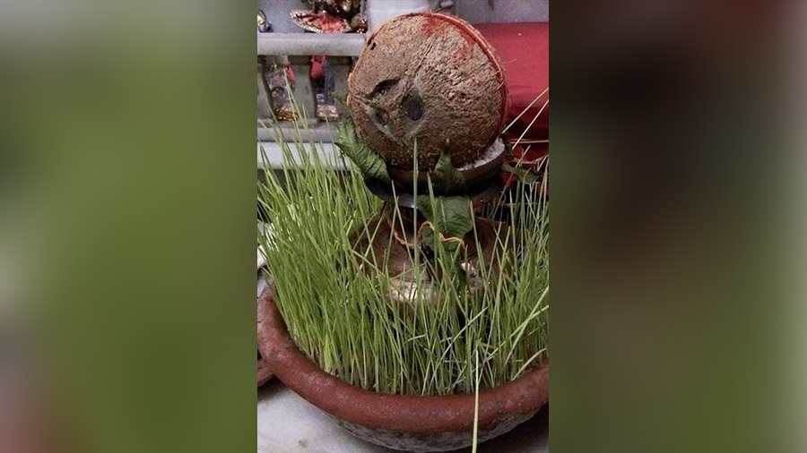 The eagerly awaited wheat shoots, which are believed to represent the mother goddess