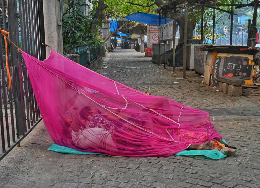 Even as the worrying figure of 1367 fresh cases of dengue from the Kolkata municipal area between October 6 and 13 emerged, these pavement dwellers sleeping under a mosquito net in Dalhousie early on Saturday morning seemed aware enough of the lurking danger to their health