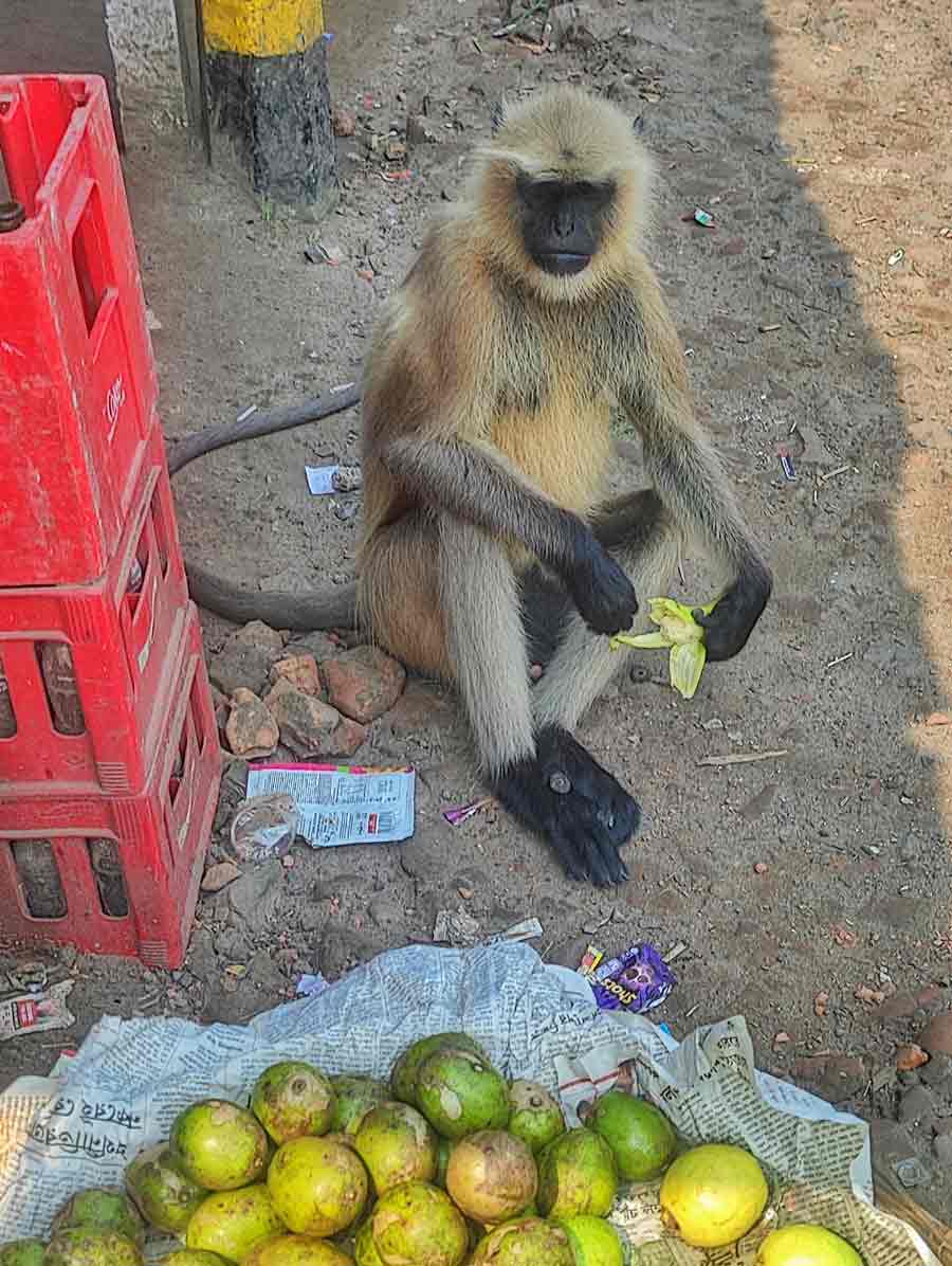 Oblivious to the perils of war or thrills surrounding Puja, this langur relishes his morning banana at a highway eatery in South 24-Parganas in peace on Saturday