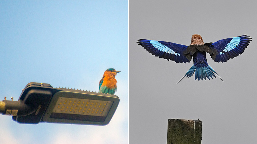 Indian Roller spotted at New Town and (right) a Blue Bellied Roller at Nepalganj, near Joka