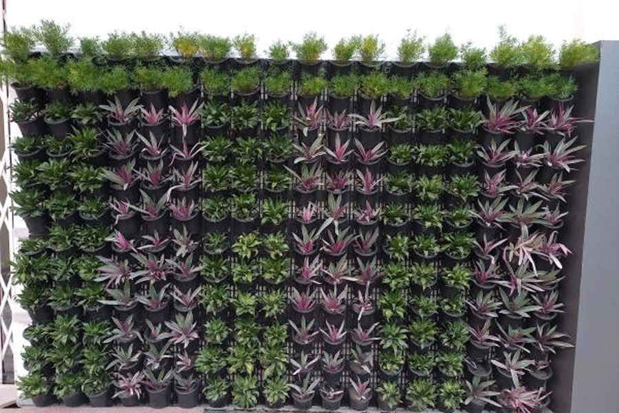A vibrant vertical garden, a special kind of urban gardening done particularly for decorating walls and roofs in various styles, at one of the walls of block ‘L’ at the Eden.