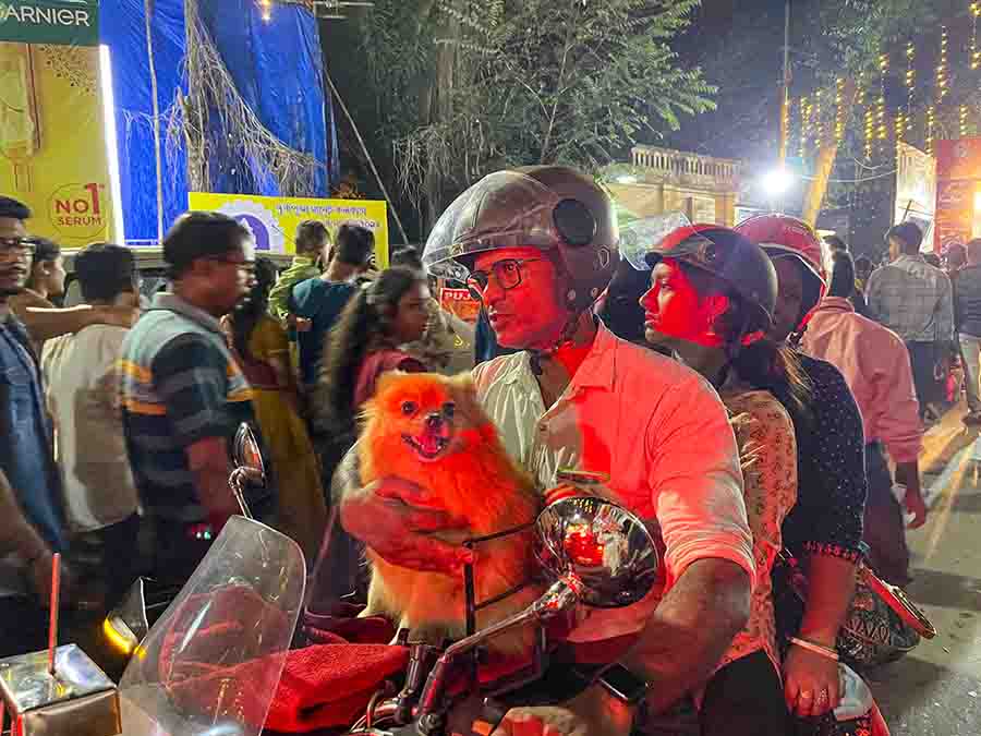 A furry visitor took a bike ride to puja pandals 