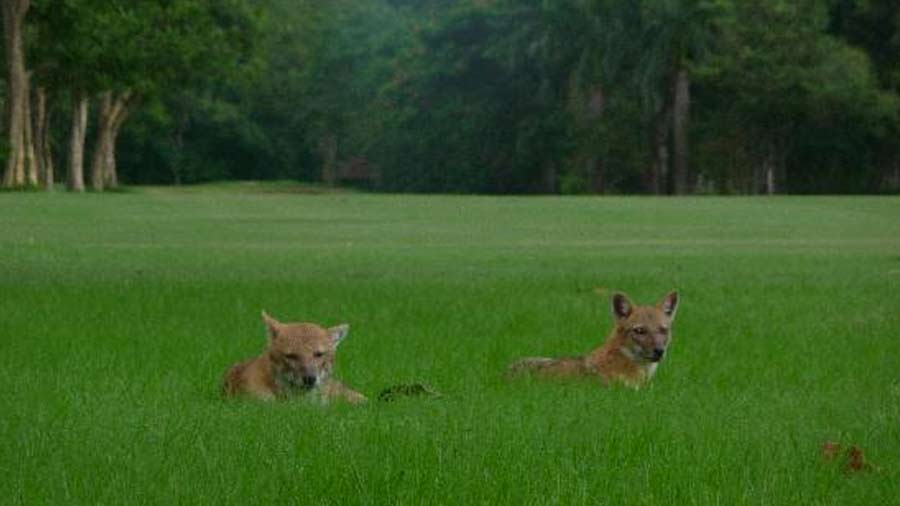 Two of the many jackals that live in and around Tollygunge Club