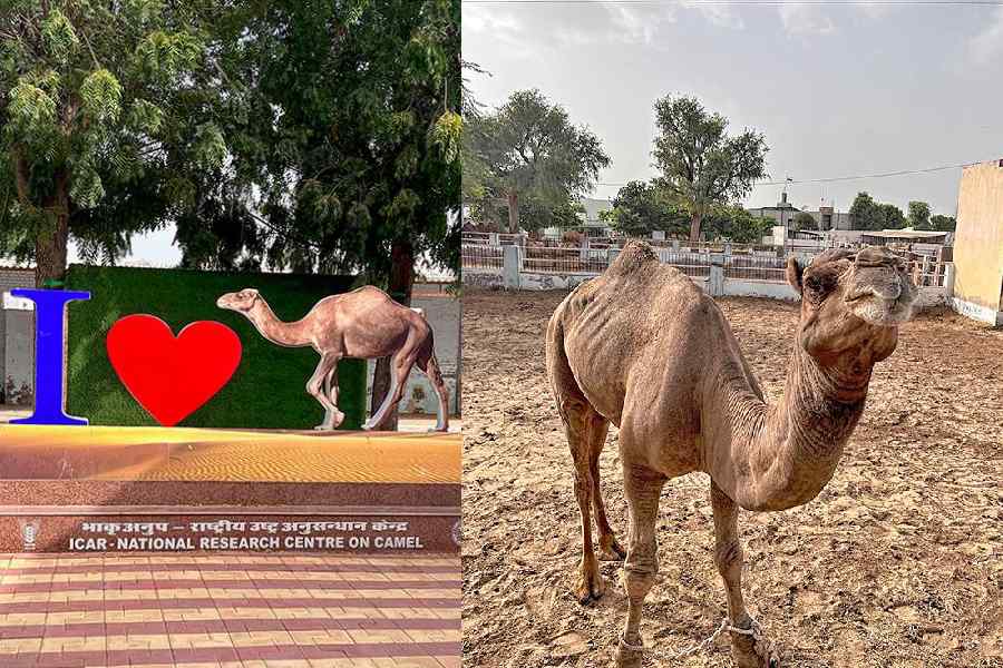 The National Research Centre on Camel gives one an insight into how the ship of the desert forms an important part of Bikaner 
