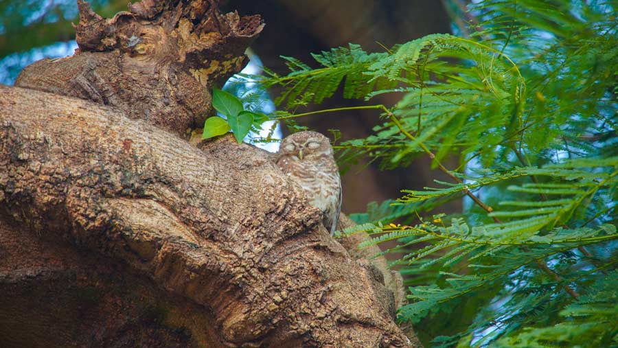 A sleeping owl on the trunk of a tree at the Ramakrishna Mission and Ramakrishna Math world headquarters in Howrah’s Belur on Saturday 