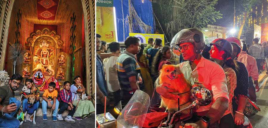 Many pet parents enjoyed pandal-hopping with their fur babies this year. In pictures, Bidhan Sarani Atlas Club, one of the few pet-friendly pandals  