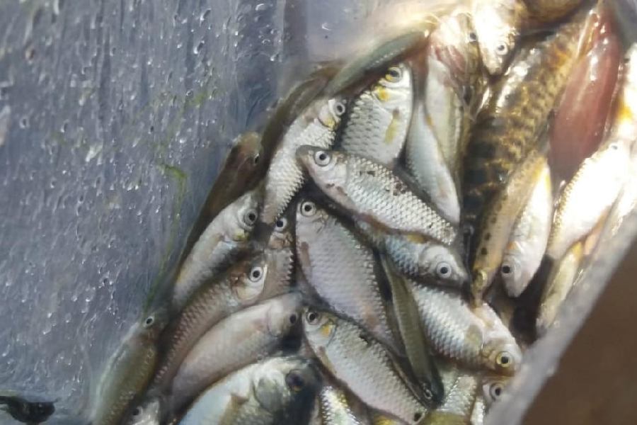Hundreds of Fish Found Dead in Teesta River, Likely Due to Poisoning
