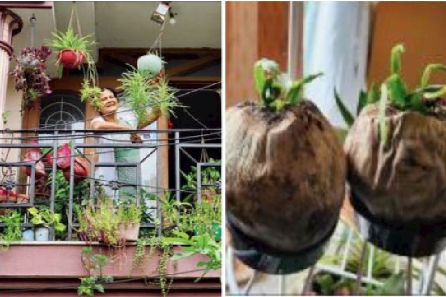 Uma Mukherjee poses with the plants in her verandah; (right) Plants being grown in coconut husks