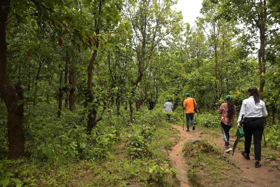 The guided jungle or nature walk, with direct access from the resort, is an early-morning experience. If a guest gets lucky, they may spot elephant foot marks, along with many herbal, ayurvedic and ancient trees.
