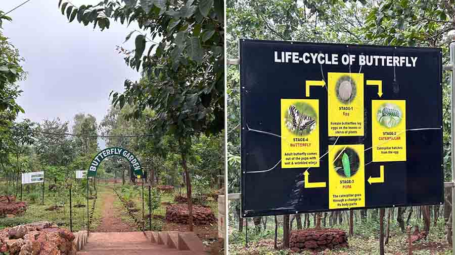 Another slice of tranquillity on the premises is the Butterfly Garden. You can learn about the life cycle of butterflies and the kind of flowers that attract them. Watch butterflies of many colours, big and small, which add a splash of colour amidst greenery 