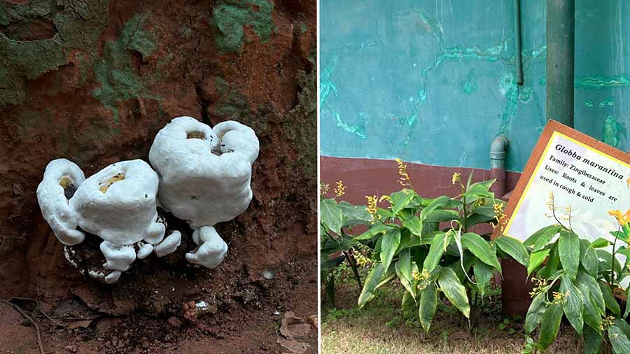 Those are mushrooms (left), a kind that I hadn’t seen before. The campus also has medicinal plants like Globba Marantina, which are used for cough and cold and to prevent diabetes. Each plant has a label with its scientific name and usage