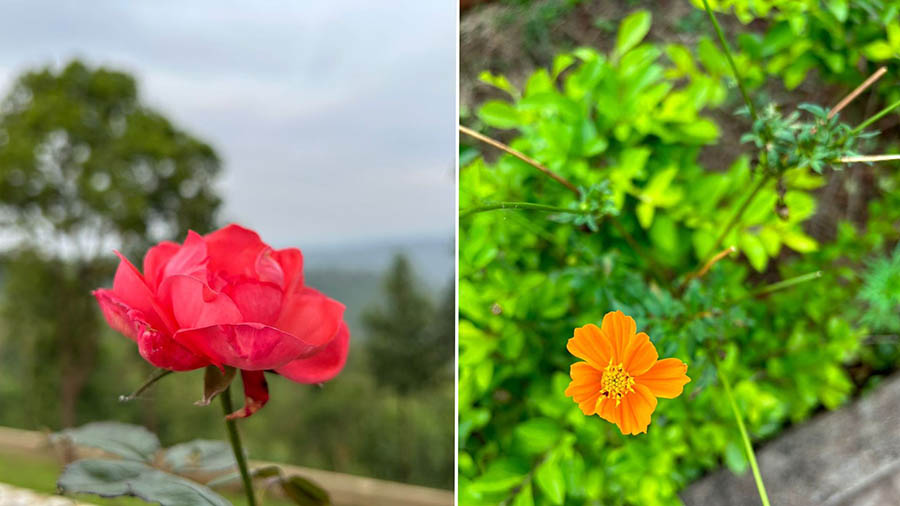 Roses, hibiscus, marigolds…it becomes quite difficult to stop being shutter happy. If you pay close attention, you may also see a swarm of ants having a feast on a flower or a tiny butterfly hopping from one flower to the other