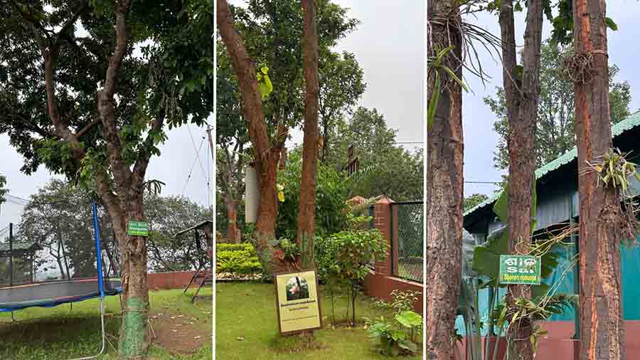 I learnt quite a few scientific names and spotted trees like Sal around the premises