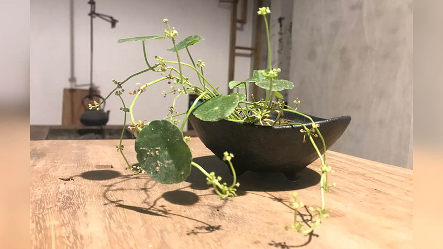 Ikebana by Nilanjan Bandyopadhyay in Kokoro