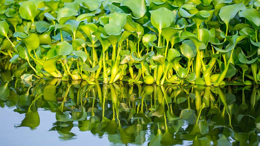 National Biodiversity Authority former chairman V.B. Mathur has said: ‘Water hyacinth, an alien invasive species, has become a major problem in the majority of water bodies in and around Kolkata’