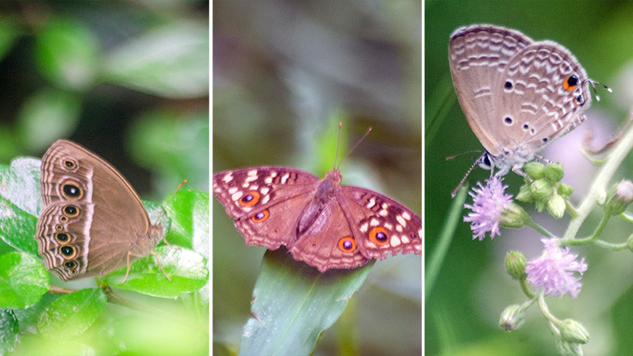 Dark Band Bushbrown, Lemon Pansy and Plains Cupid