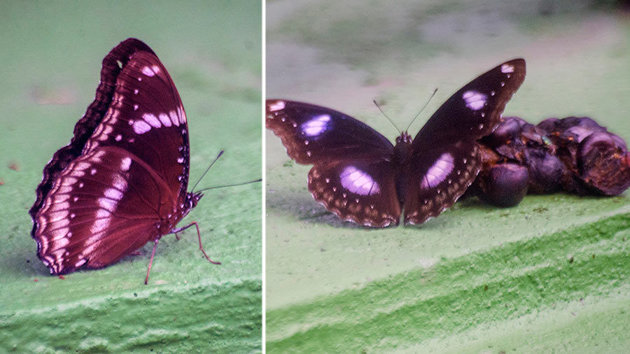 Great Eggfly Butterfly (male) has different patterns on inner and outer wings