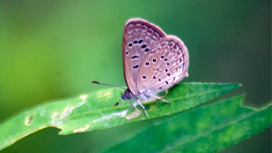 Dark Glass Blue Butterfly 