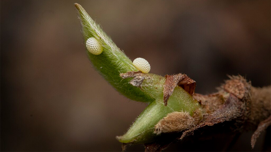 Silver Streak Blue Butterfly eggs 