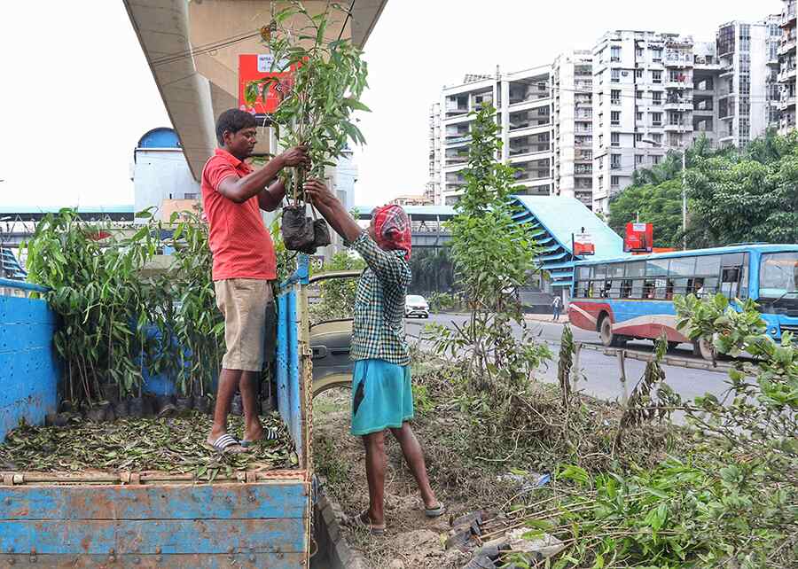 In a bid to create green cover, West Bengal’s Forest Department has taken an initiative to plant saplings between Ruby and Garia 