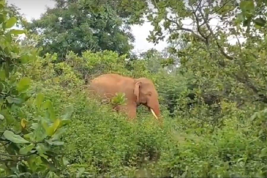 The elephant seen limping in a video clip last week