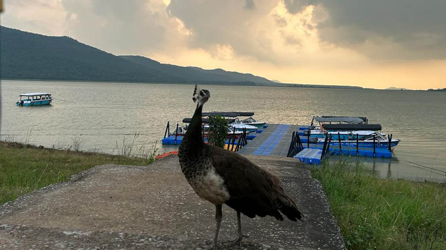 A peahen who is a resident of the Nature Camp