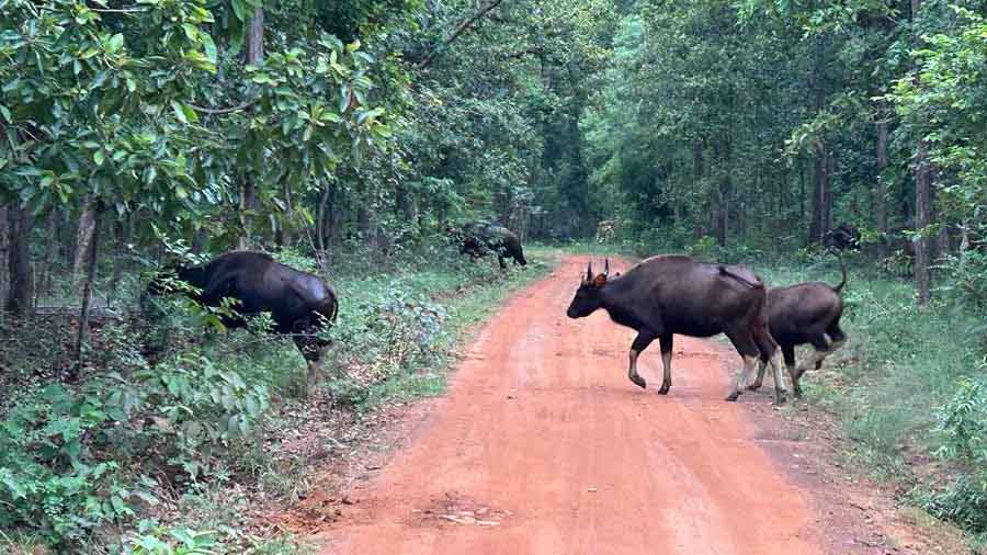 Bison crossing the trail near the nature camp