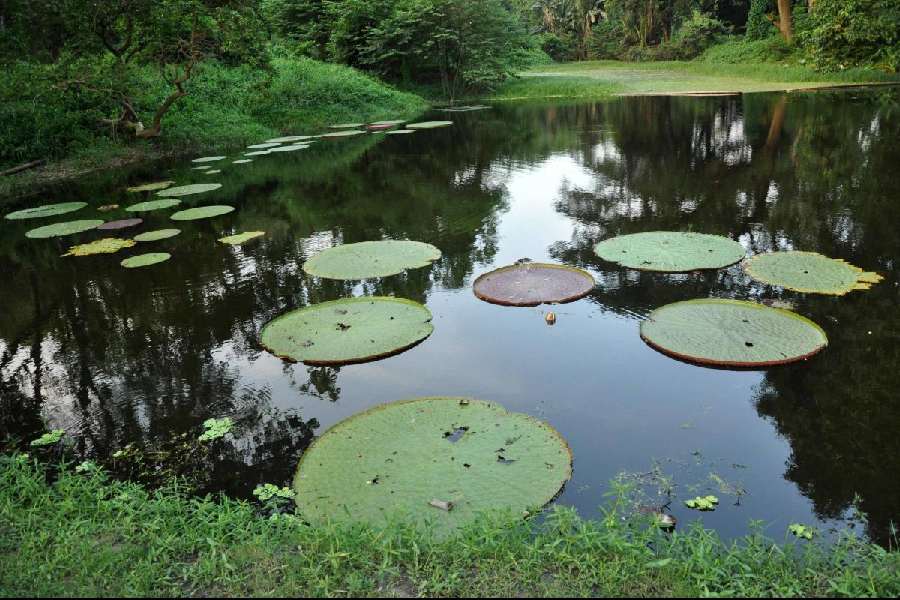 File picture of a lake inside the Botanic garden in Howrah's Shibpur
