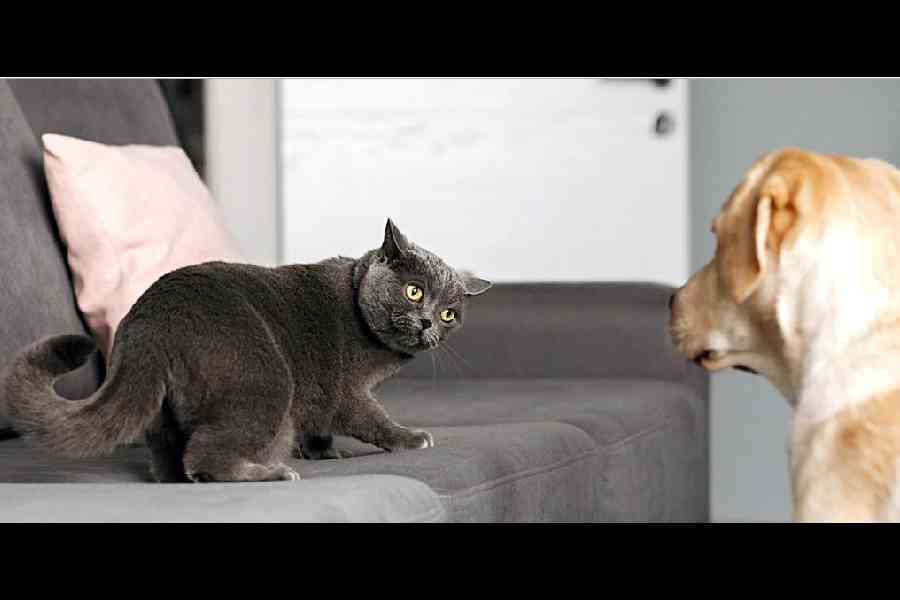 Your cat may be stressed out in the presence of dogs at home
