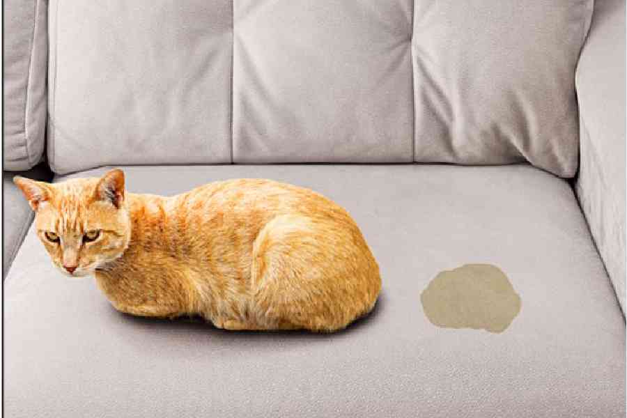 Cat sitting near wet piss spot on the sofa inside the room