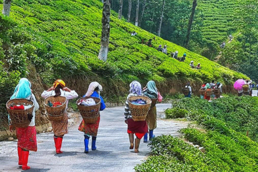 Dooars Tea Garden Workers Demand Reopening of Gardens, Bonus Ahead of Diwali