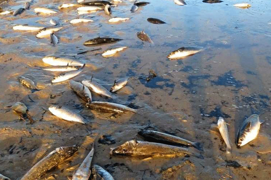 Brazil | Tons of dead fish cover major river in Brazil after alleged ...