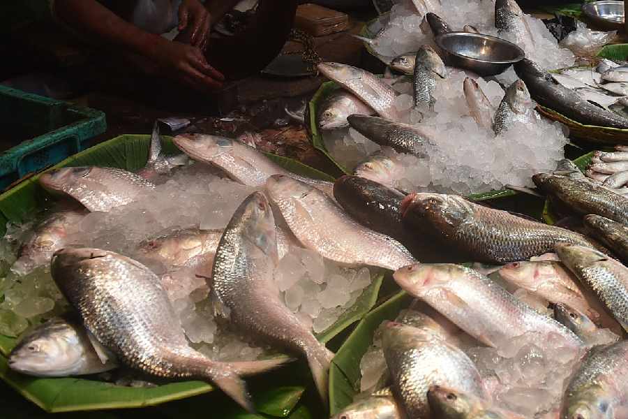Hilsa being sold at a city market.