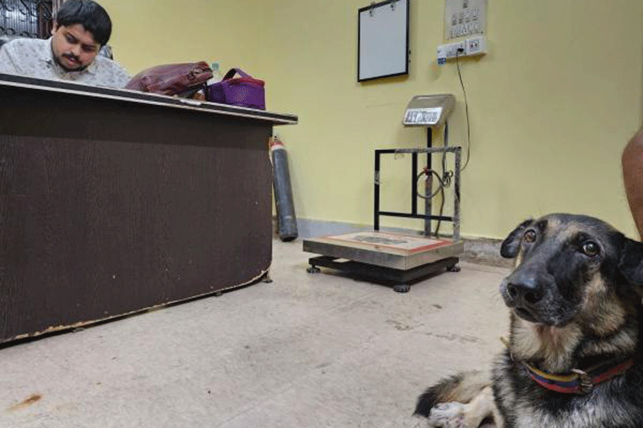 A German shepherd dog waits for the vet to tend to him at Murphy Pet Solution in CG Block.