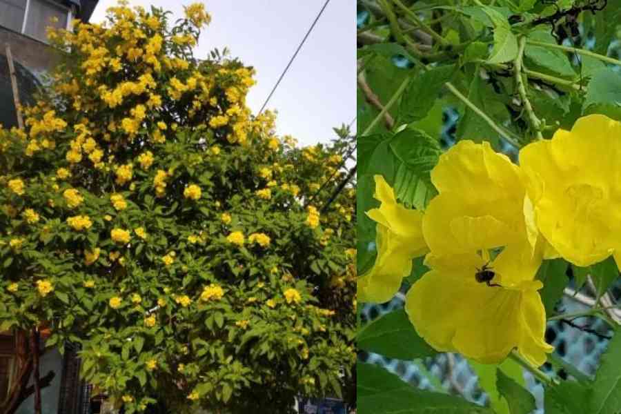 YELLOW FEVER: Tecomas in full bloom