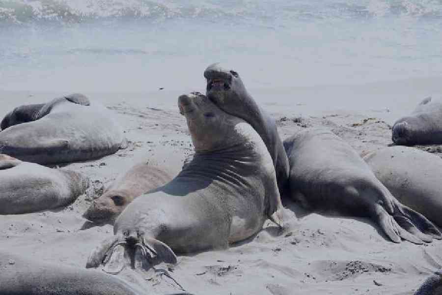 Northern elephant seals at the Piedras Blancas Elephant Seal Rookery. Pictures: Shiladitya Chaudhury