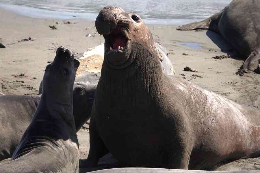 Northern elephant seals live in the eastern Pacific Ocean