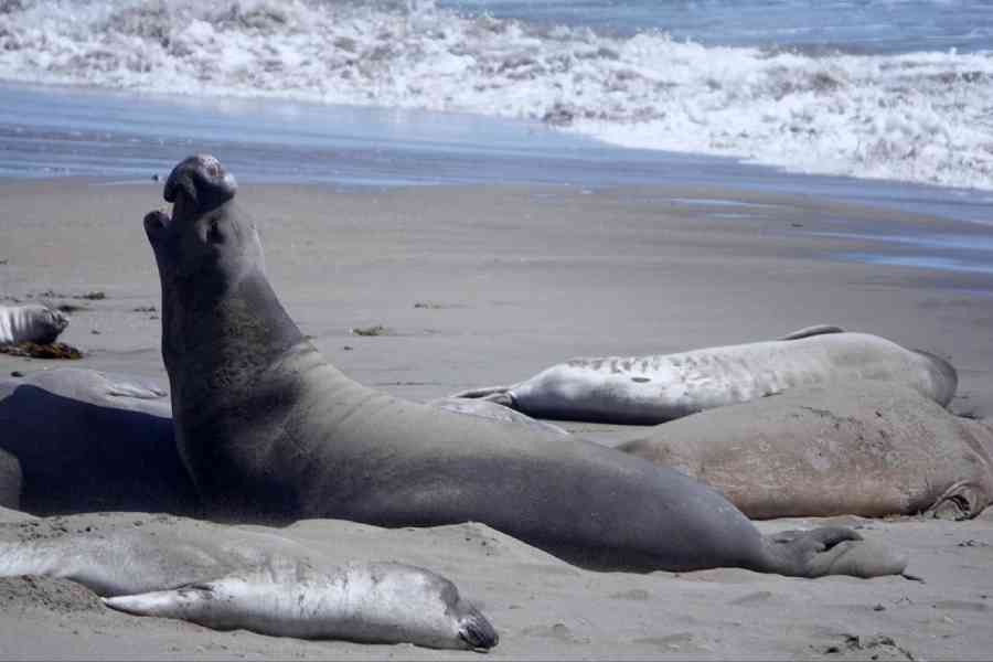 Other than meat, seals were once hunted for their blubber, the thick layer of adipose tissue that lies directly under their skin