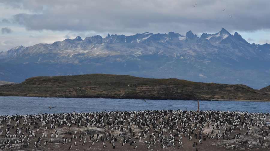 Cormorants on land near the Strait of Magellan 