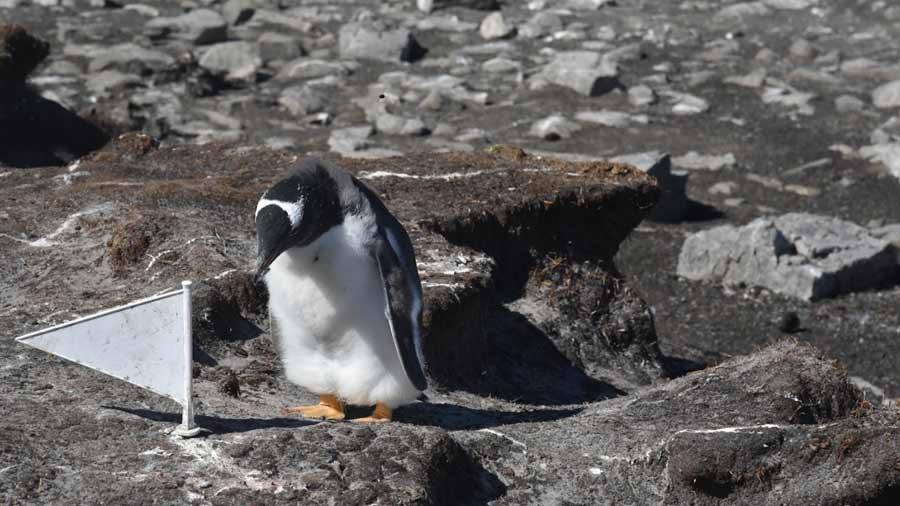 A Gentoo penguin on shore