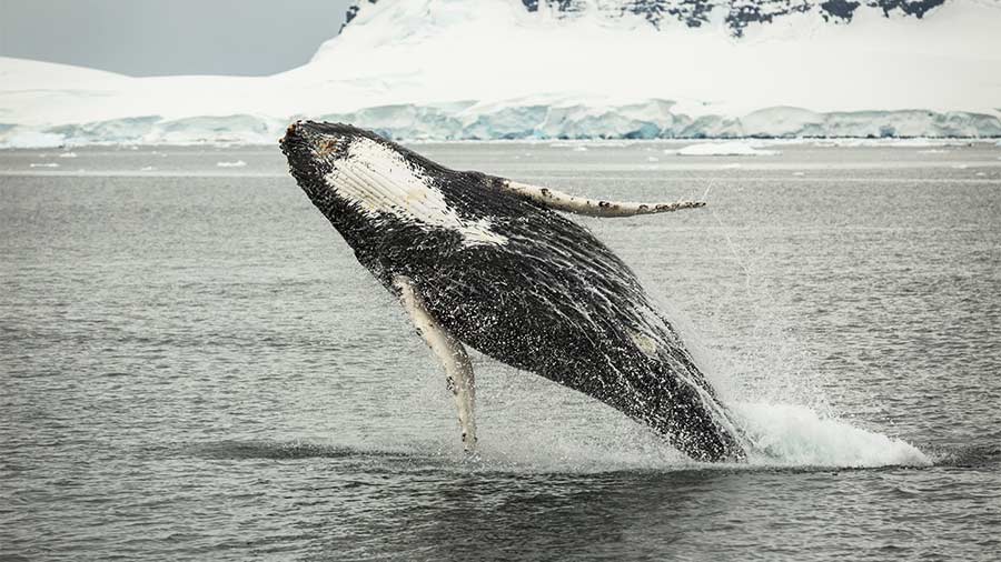 A humpback whale breaches the polar waters 