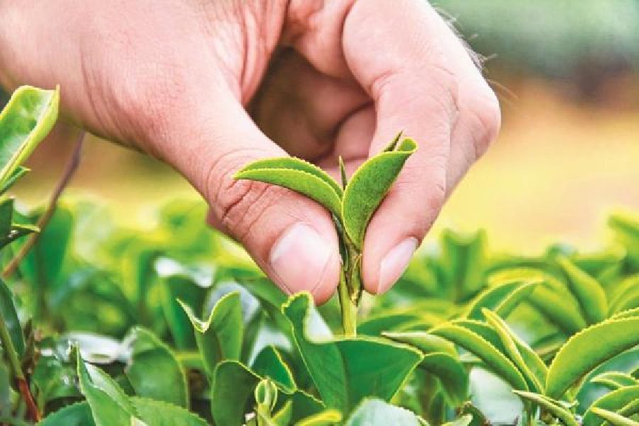  Mamata Banerjee accuses Modi government of creating livelihood crisis for small tea sector workers