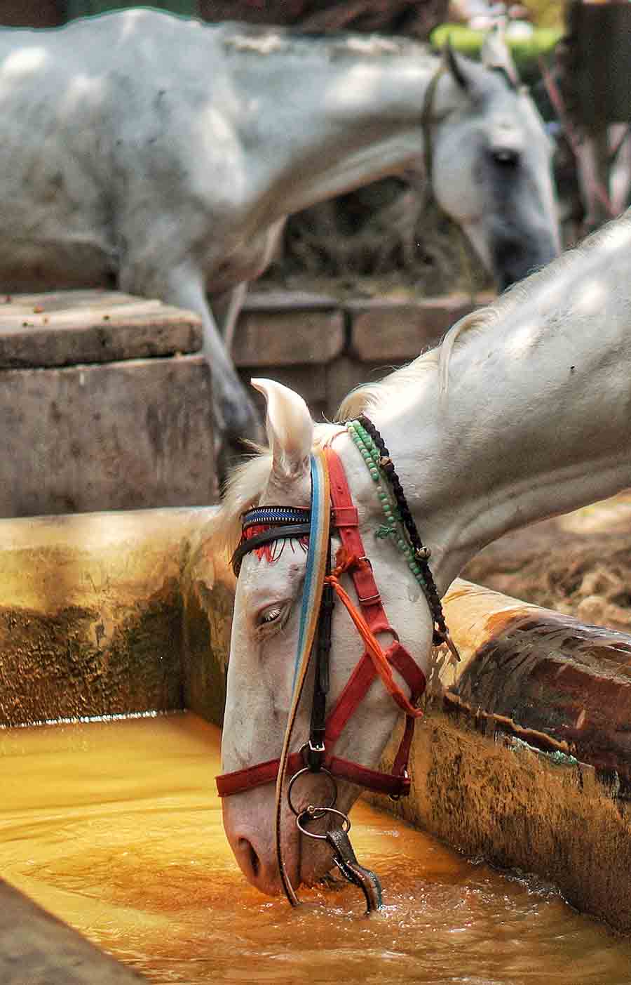 A horse on Maidan quenches his thirst to get some respite from the humid weather  