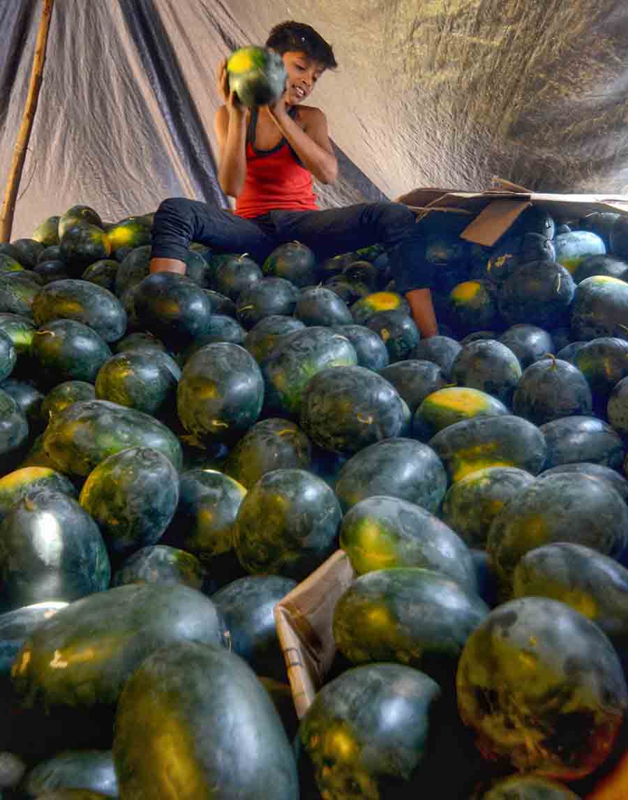 With the mercury shooting up by the hour, this young boy at Burrabazar’s Mechhuabazar seemed ecstatic sitting at the top of a heap of watermelons, a prized fruit to beat the summer heat 