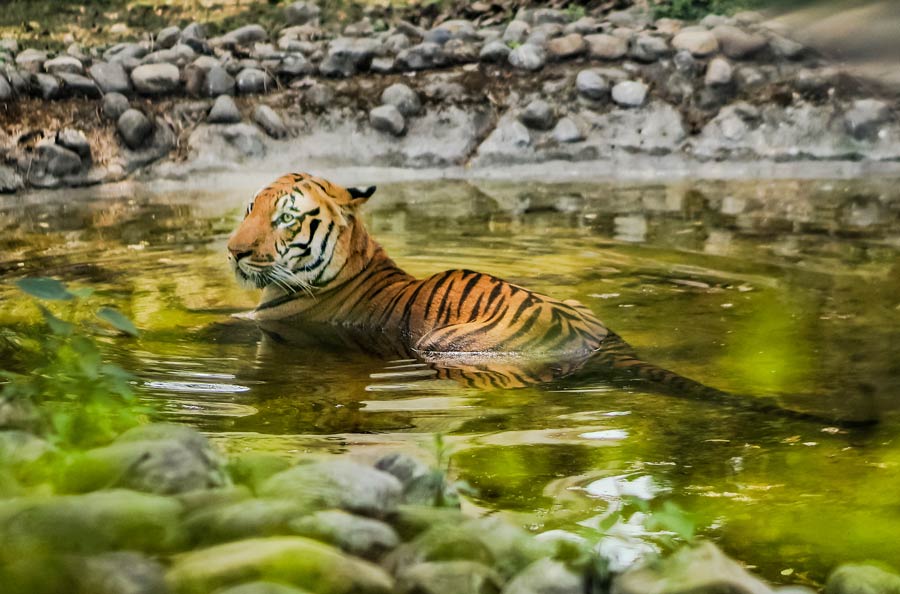 A Bengal tiger at Alipore zoo royally lazes around in a pool amid the sweltering heat in south Bengal 