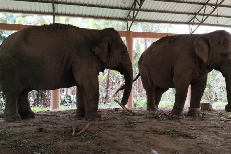 The two elephants inside their enclosure at Iskcon in Nadia's Mayapur on Monday