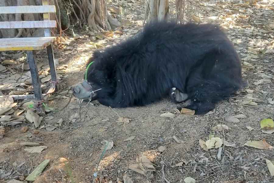 wildlife | Seizure of 'dancing' sloth bears exposes resurgence of ...