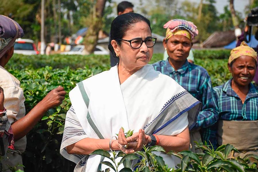  Tea industry issues hold key both TMC and BJP in north Bengal polls