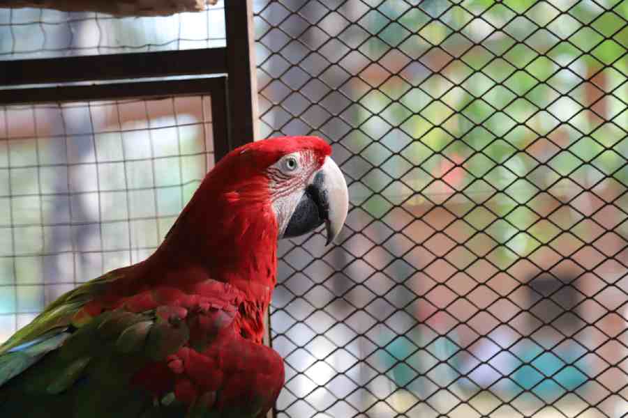 Close-up of scarlet macaw parrot in a cage