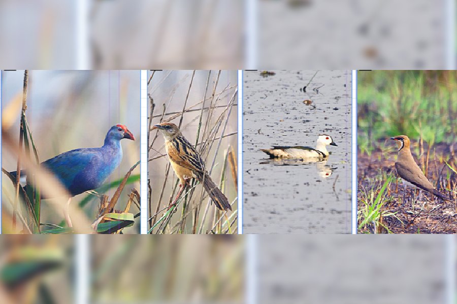 (From left) Grey-headed Swamphen, Bristled Grassbird, Cotton Pygmy-Goose and Oriental Pratincole